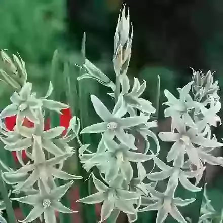 Nutans